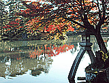 松本城の紅葉